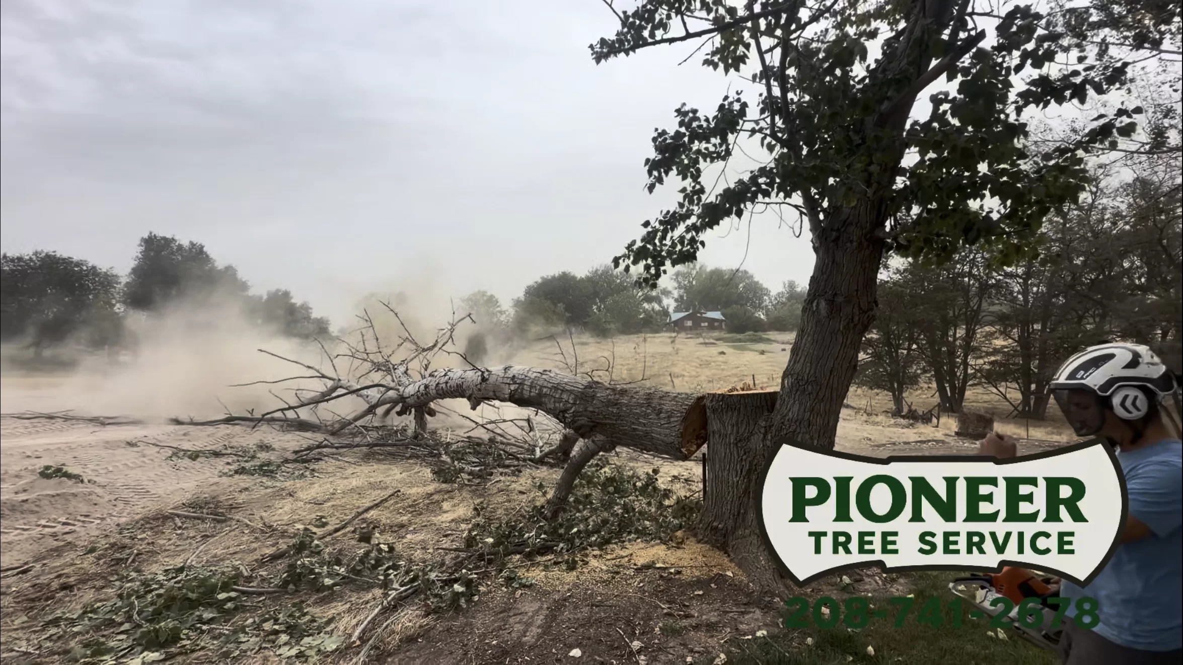Pioneer Tree Service performing a professional tree removal with a large section safely cut and controlled